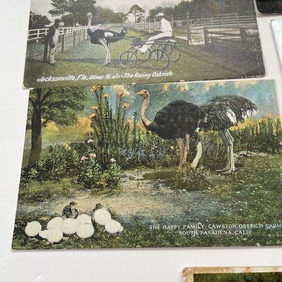 Ostrich Postcard Lot 12pcs Ephemera Paper Crafts Scrapbooking - Picture 5 of 13